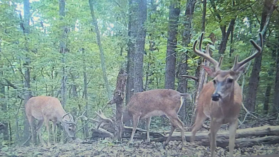 0 Hollis Creek Rd S, Woodbury, TN 37190 - Image #3