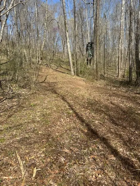 4489 Spring Creek Rd, Lavinia, TN 38348 - Image #3