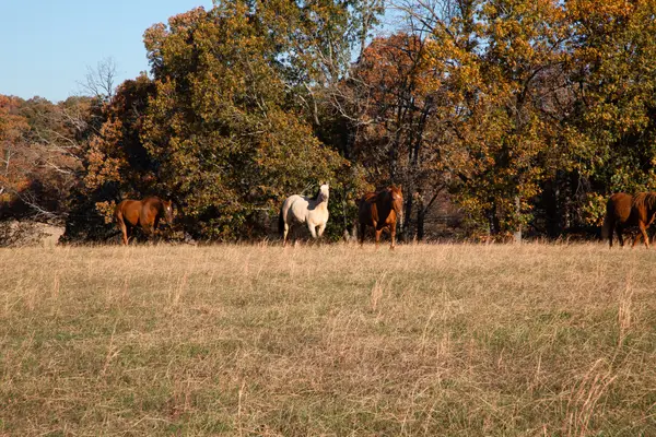 7252 Northwest Hwy, Fairview, TN 37062