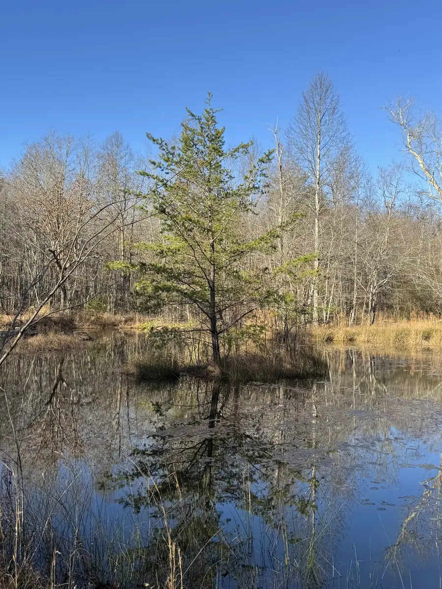 224 Azalea Ridge Rd, Tracy City, TN 37387 - Image #3