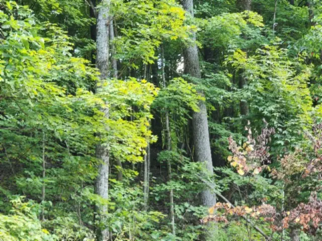 0 Apache Rd, Jamestown, TN 38556 - Image #2