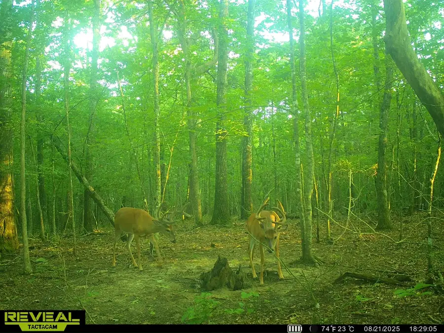 0 Summerfield Rd, Tracy City, TN 37387 - Image #3