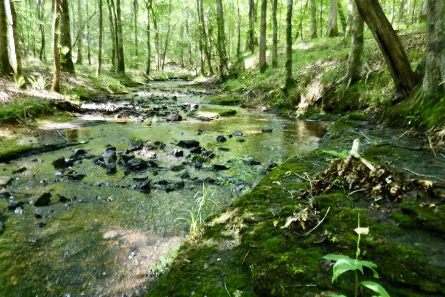 0 Allens Creek Road, Hohenwald, TN 38462 - Image #2