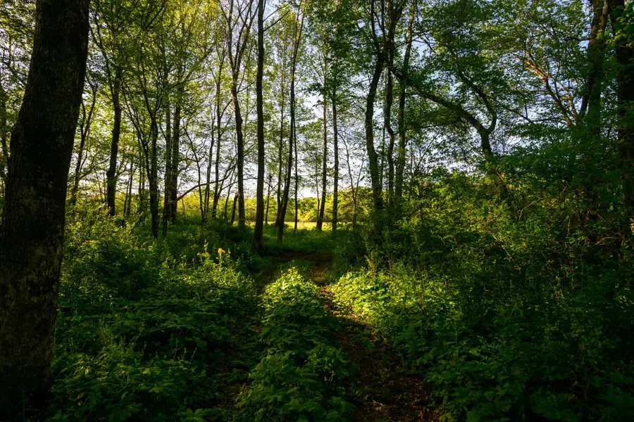 0 Pocahontas Rd, Morrison, TN 37357 - Image #2