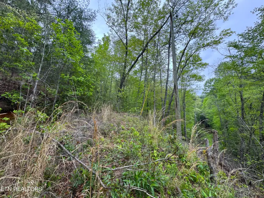 376 Summer House Hollow Rd, Del Rio, TN 37727 - #3