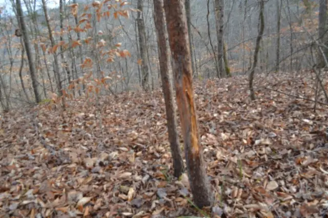 0 Garrett Town Lane, Monroe, TN 38573 - Image #2