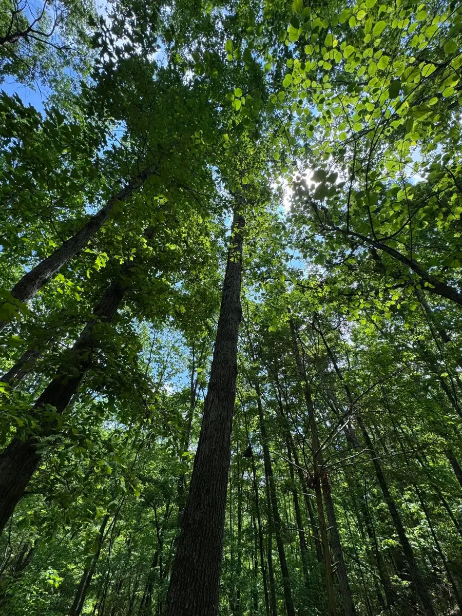 160 Scenic Circle, Ringgold, GA 30736 - #2