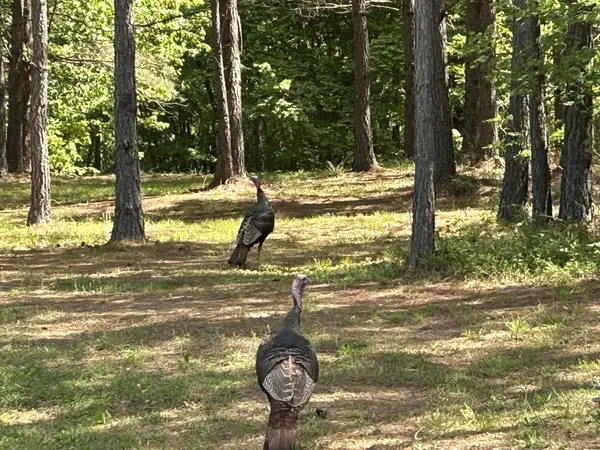 290 Bear Trace Drive, Jasper, TN 37347