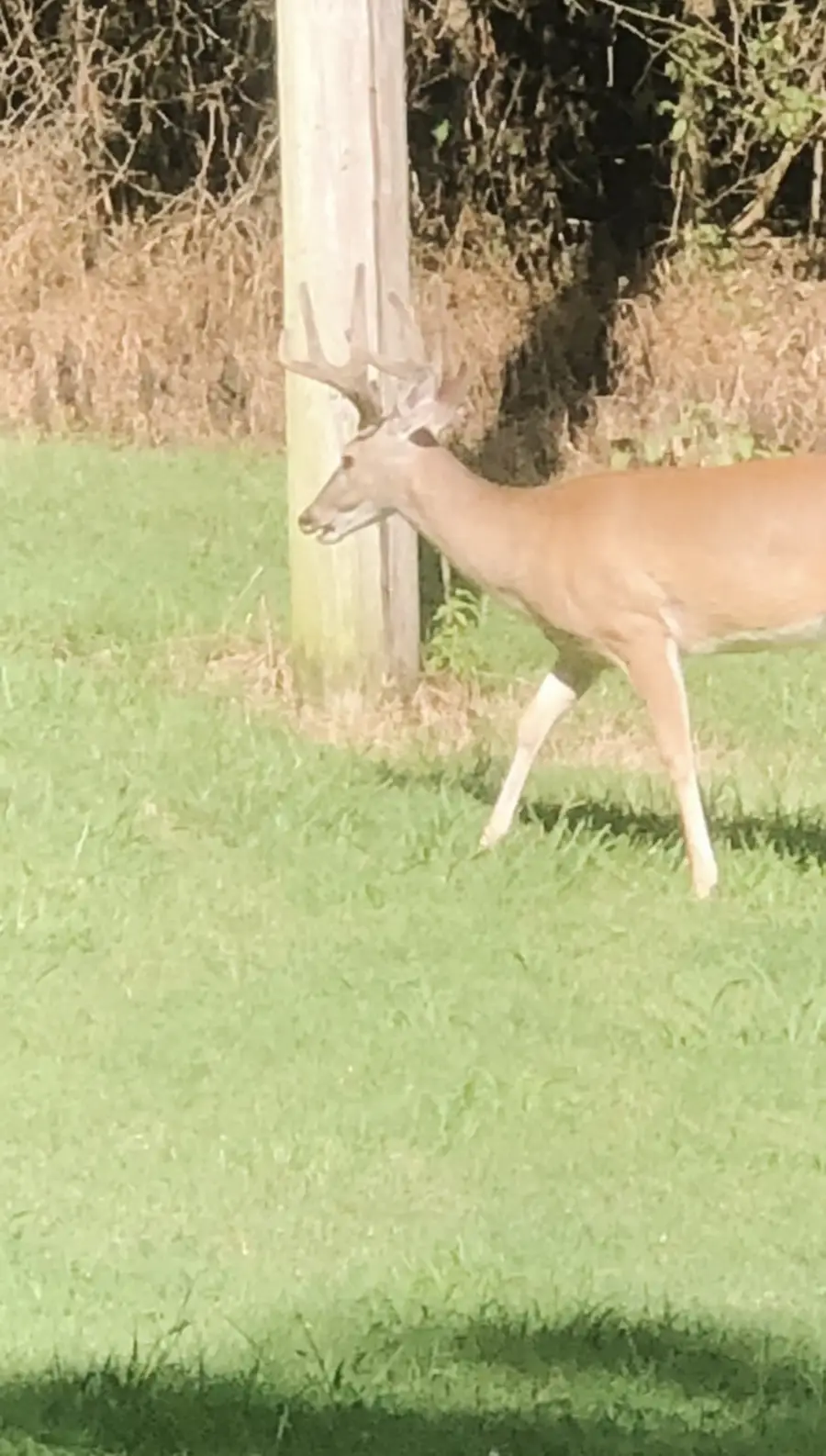 1302 Coosie Branch Rd, Cornersville, TN 37047 - #3