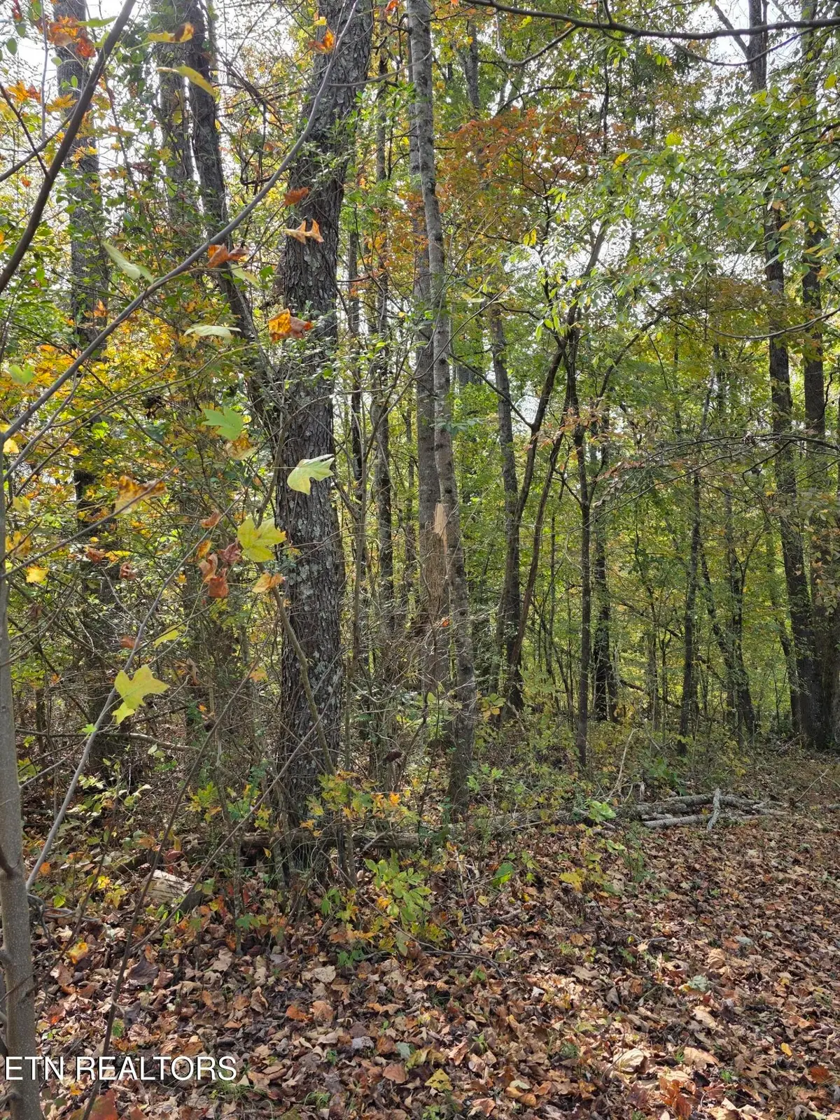 2310 Roseberry Rd, Mascot, TN 37806 - #1