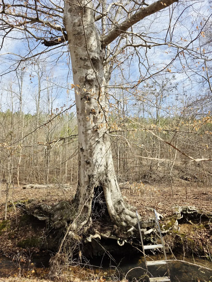 0 Birdsong Rd, Holladay, TN 38341 - #3