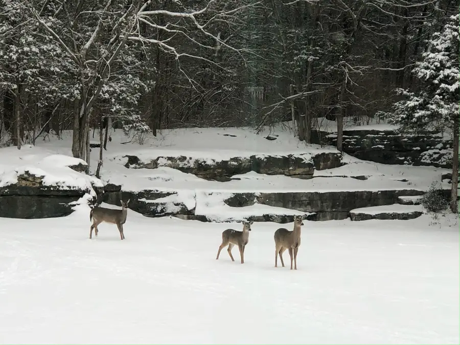 530 Moncrief Ave, Goodlettsville, TN 37072 - #3