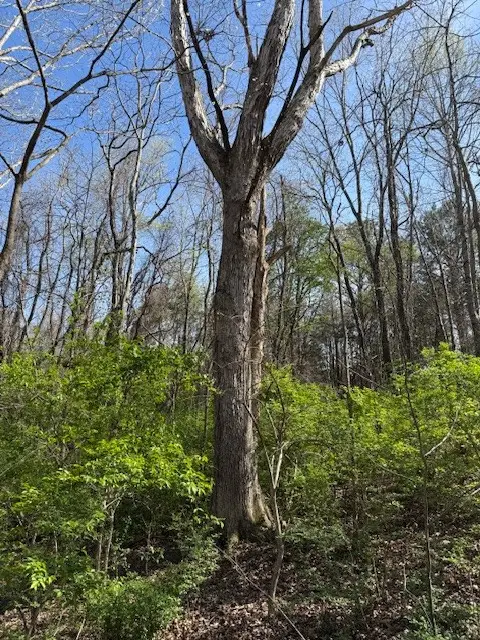 0 Shellsford Rd, McMinnville, TN 37110 - #3