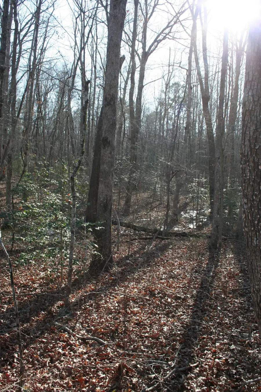 18 Avenue, Gruetli Laager, TN 37339 - #2