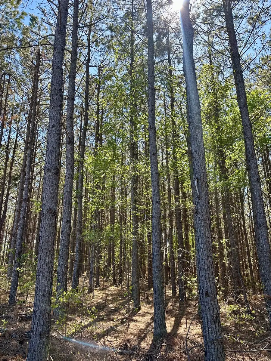 146 Howard Way, Hohenwald, TN 38462 - #3