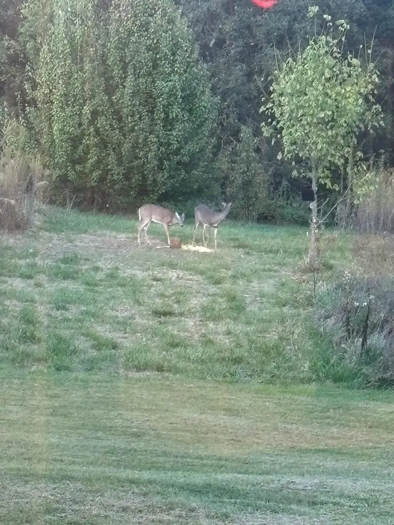 9860 Cerulean Sinking Fork Rd, Cerulean, KY 42215 - #2