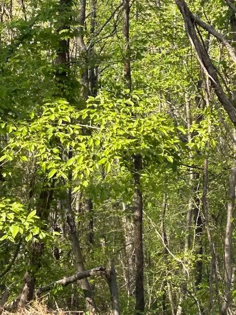0 Oak Hill Road, Nunnelly, TN 37137 - #3