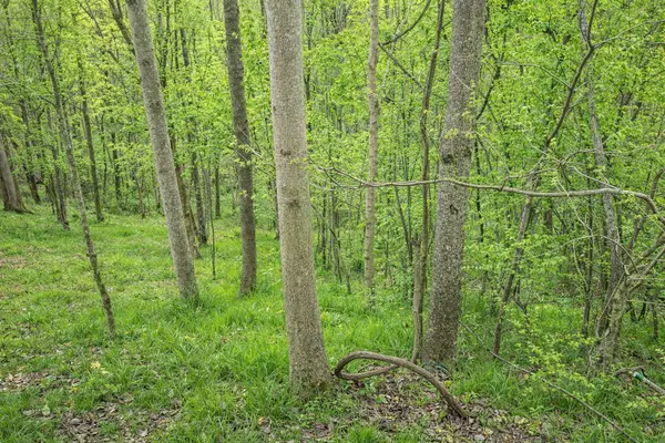 114 Shoreside Dr, Smithville, TN 37166