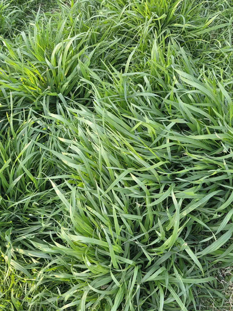 381 Milky Way Dr, Pulaski, TN 38478 - #3