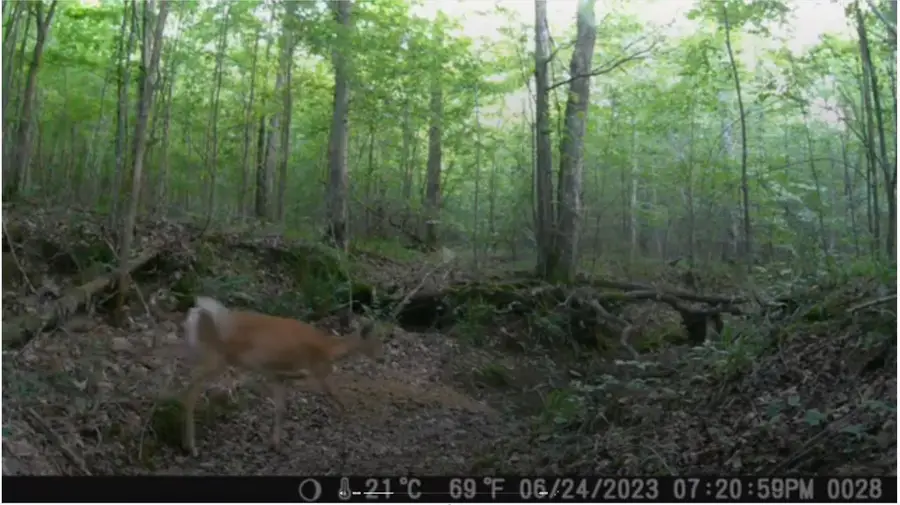 0 Ridgetop Rd, Hampshire, TN 38461 - #2