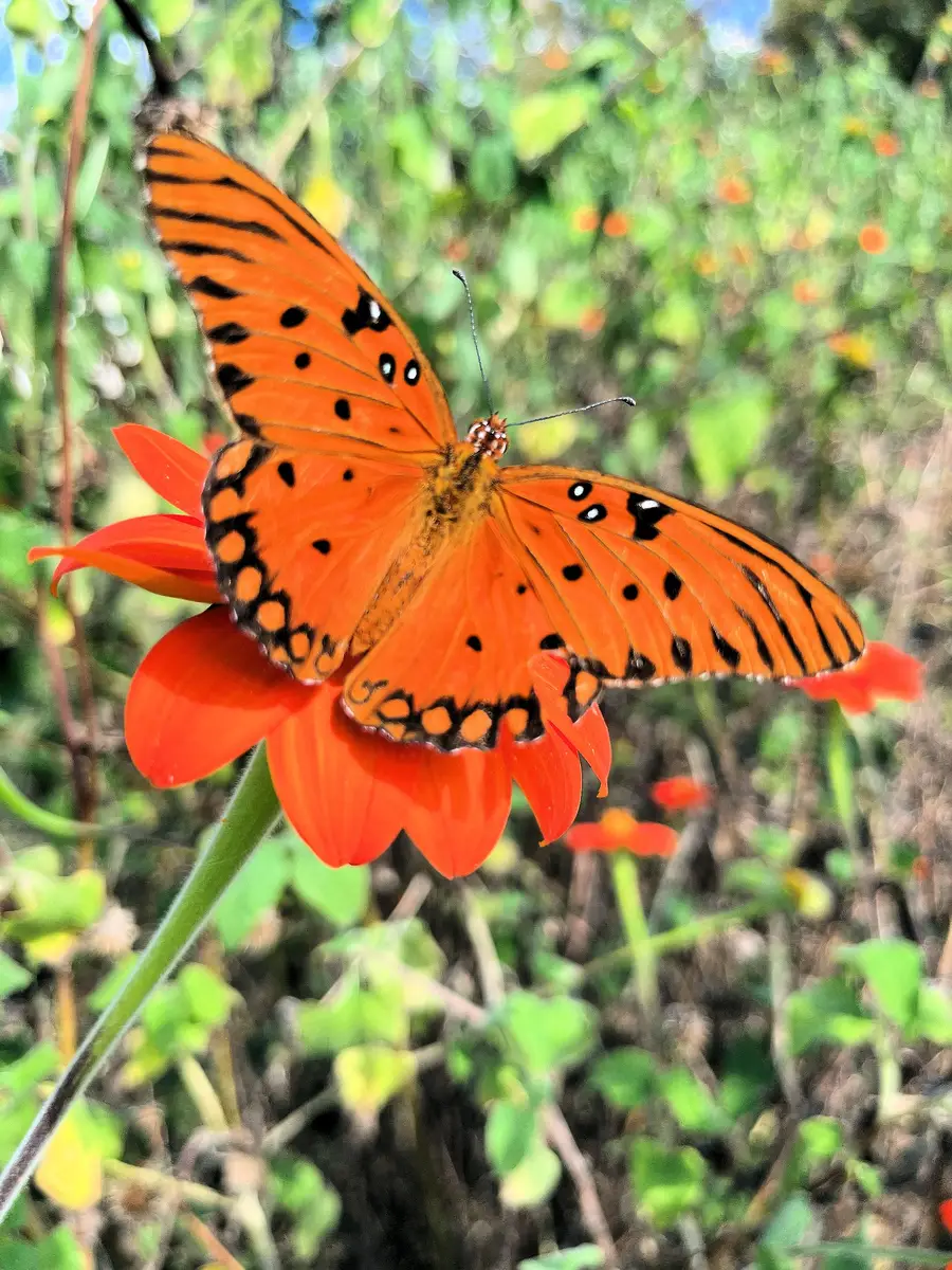 1931 Hwy 82s S, Shelbyville, TN 37160 - #3