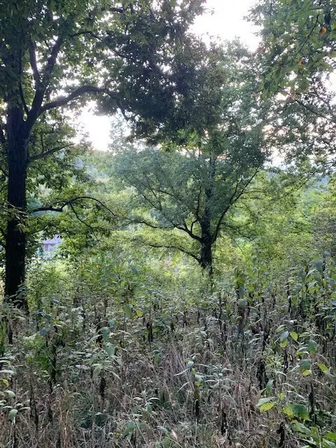 0 Cortner Hollow Road, Shelbyville, TN 37160 - #1