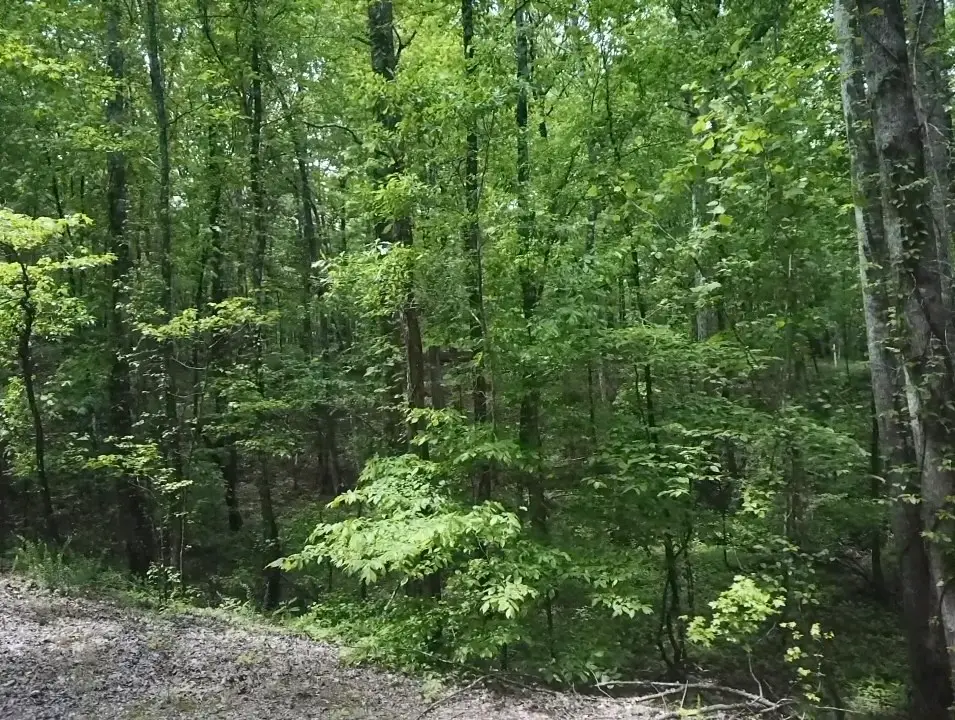 730 Wayne Smith Rd, Saulsbury, TN 38067 - #1