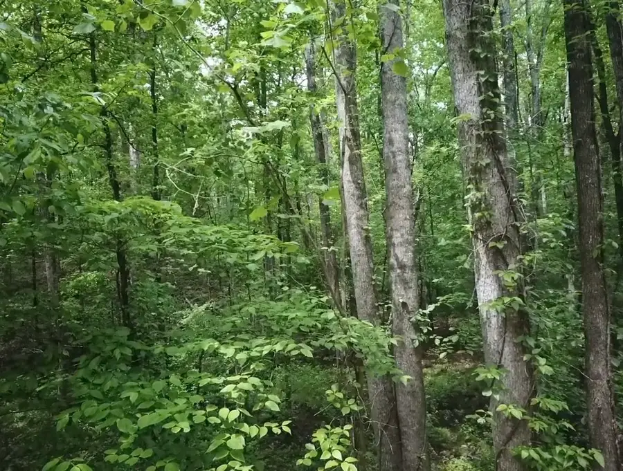 730 Wayne Smith Rd, Saulsbury, TN 38067 - #2