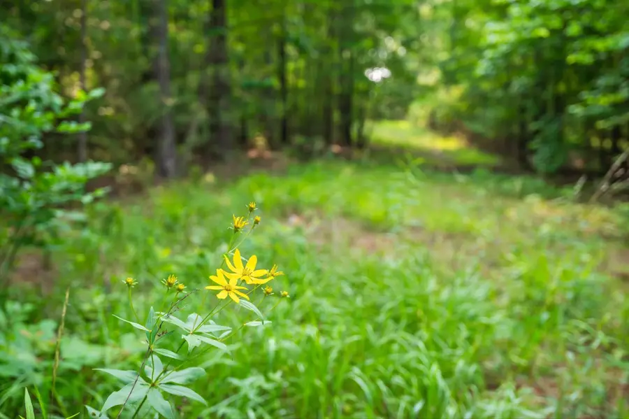 0 Split Rail Way, Guild, TN 37340 - #3