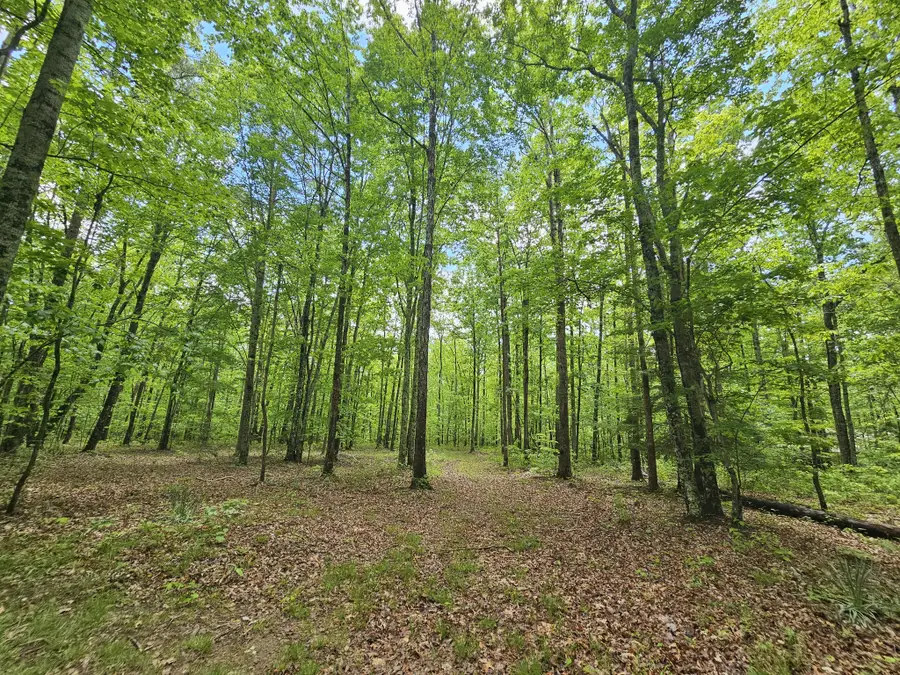6 Beechwood Trail, Coalmont, TN 37313 - #2