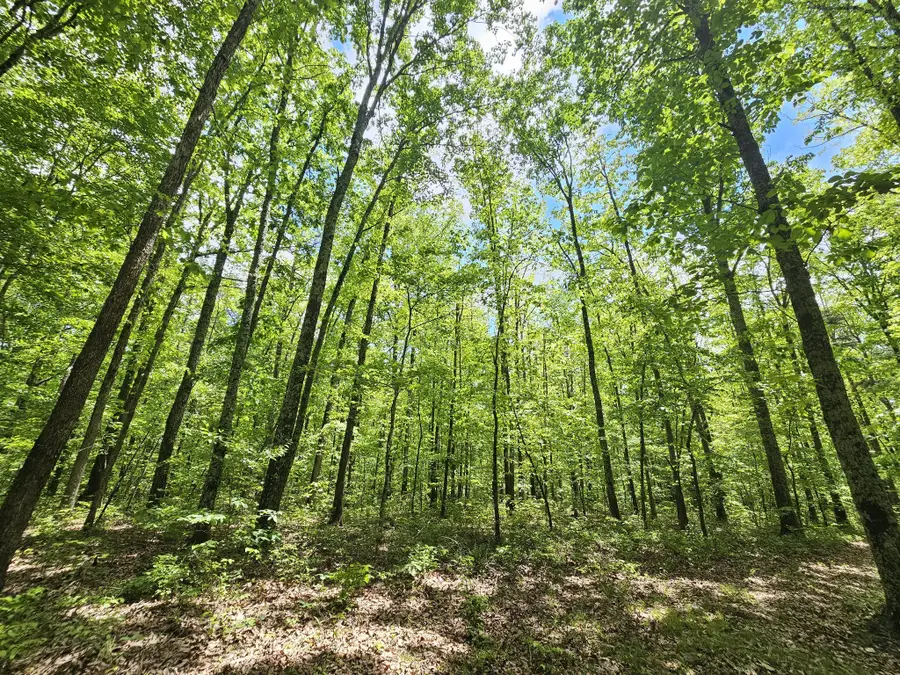 6 Beechwood Trail, Coalmont, TN 37313 - #3