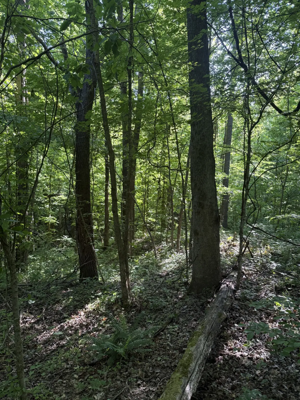 0 W Of Crigger Rd, Millington, TN 38053 - #1