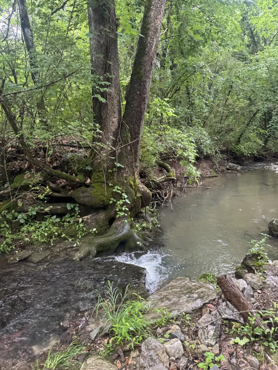 197 Blue Smith Rd, Cornersville, TN 37047 - #3