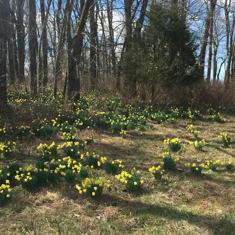 8285 Haley Rd, College Grove, TN 37046 - #2