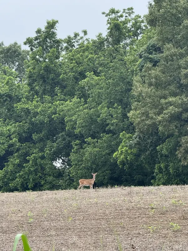 325 Harts Mill Rd, Atwood, TN 38220