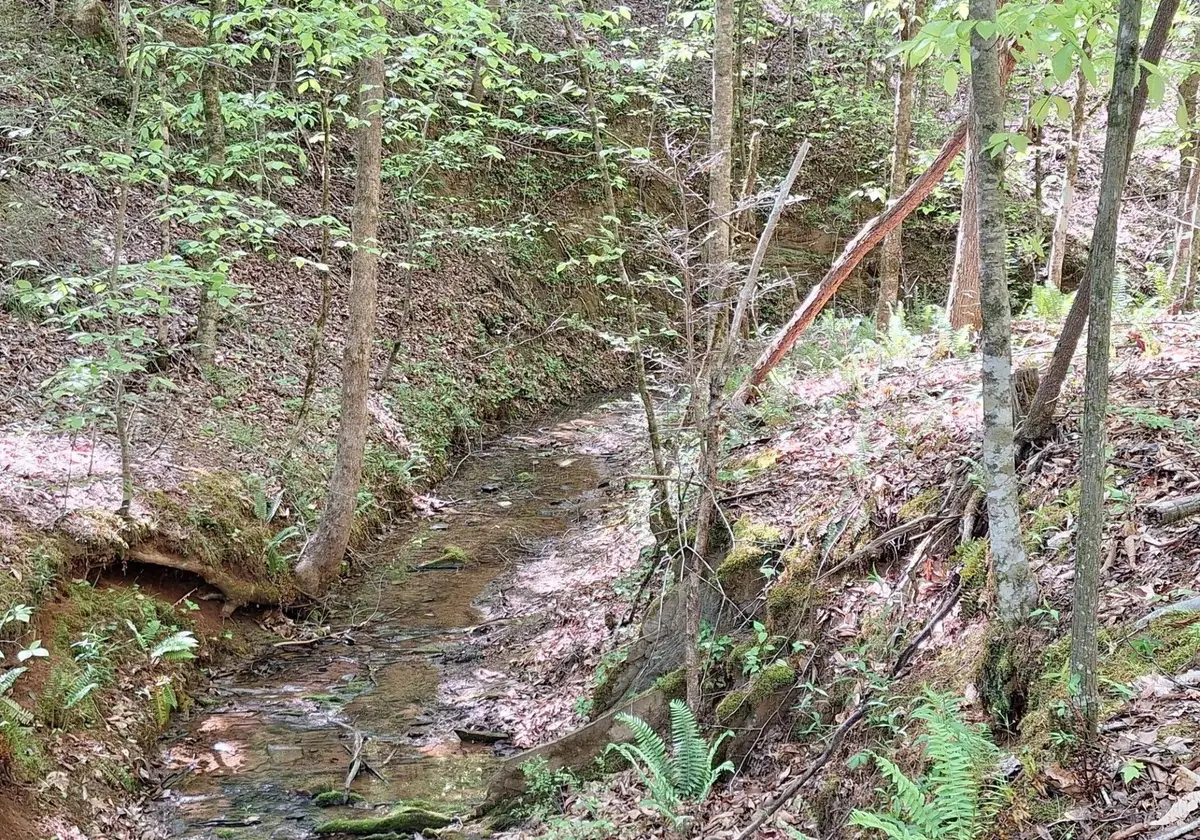 374 Payne Road, Tellico Plains, TN 37385 - #1