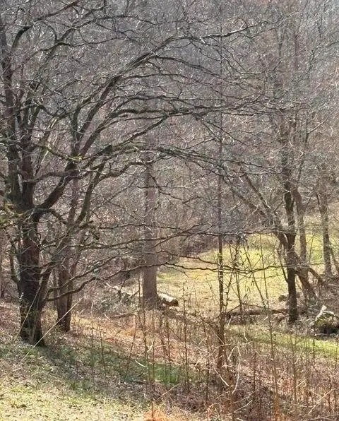 809 State Highway 310, Englewood, TN 37329 - #3