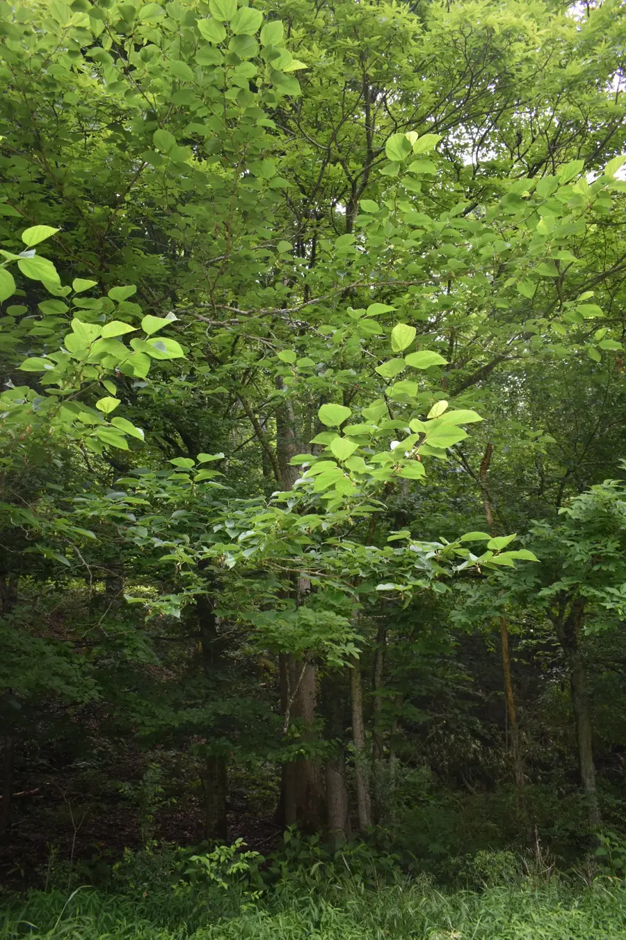 0 Pleasant Shade Hwy, Pleasant Shade, TN 37145 - #3