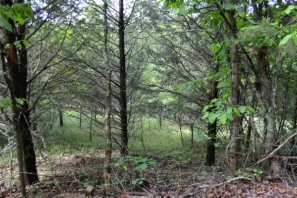 0 Beachamp Rd, Burkesville, KY 42717