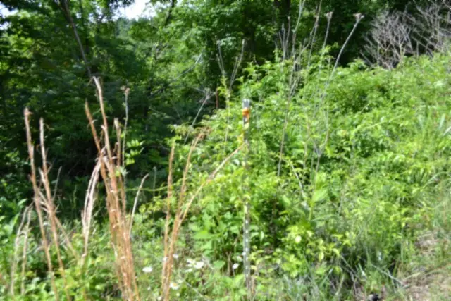 0 Beachamp Rd, Burkesville, KY 42717 - #2