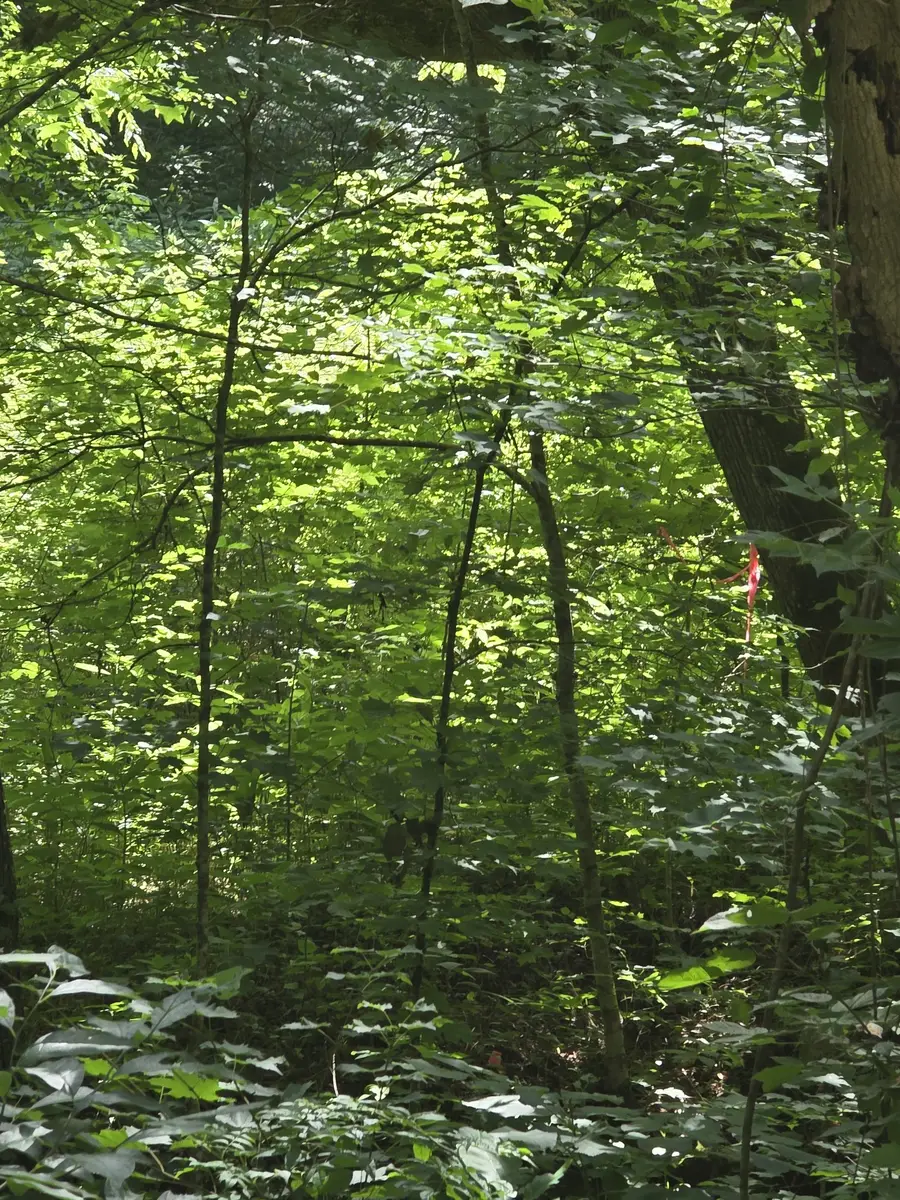 0 Difficult Ln, Pleasant Shade, TN 37145 - #2