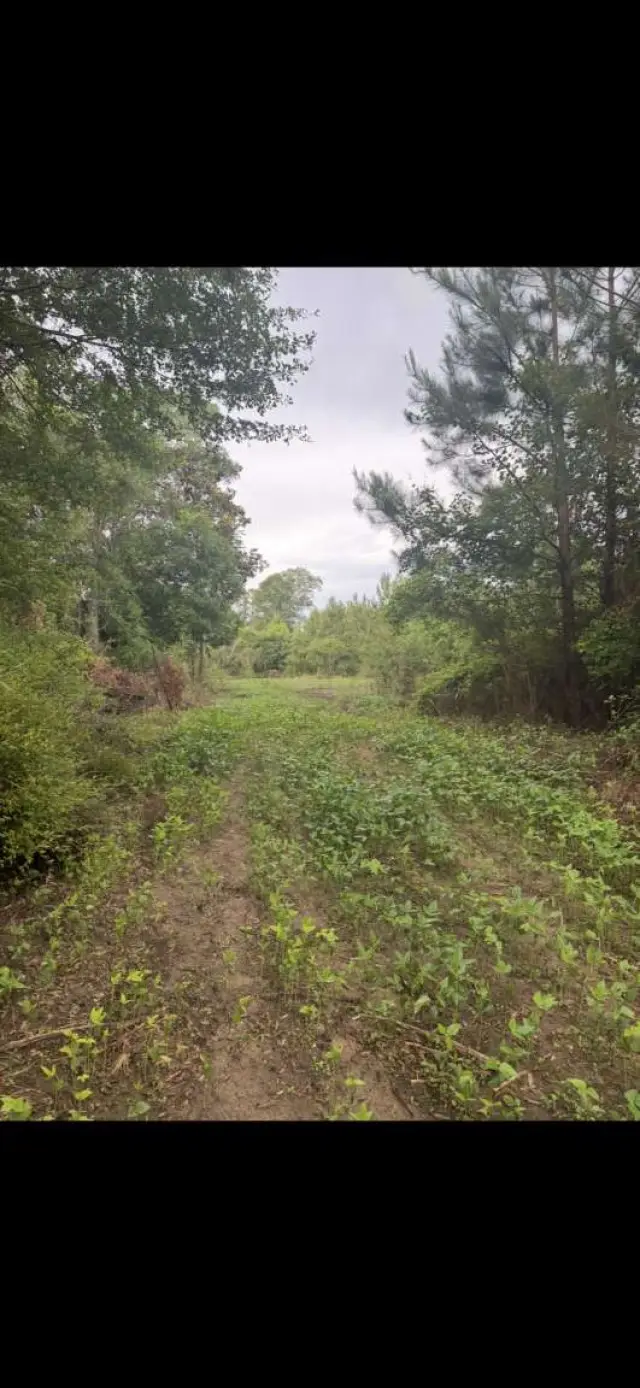 0 Sealy Wells Rd, Cottonwood, AL 36320 - #3
