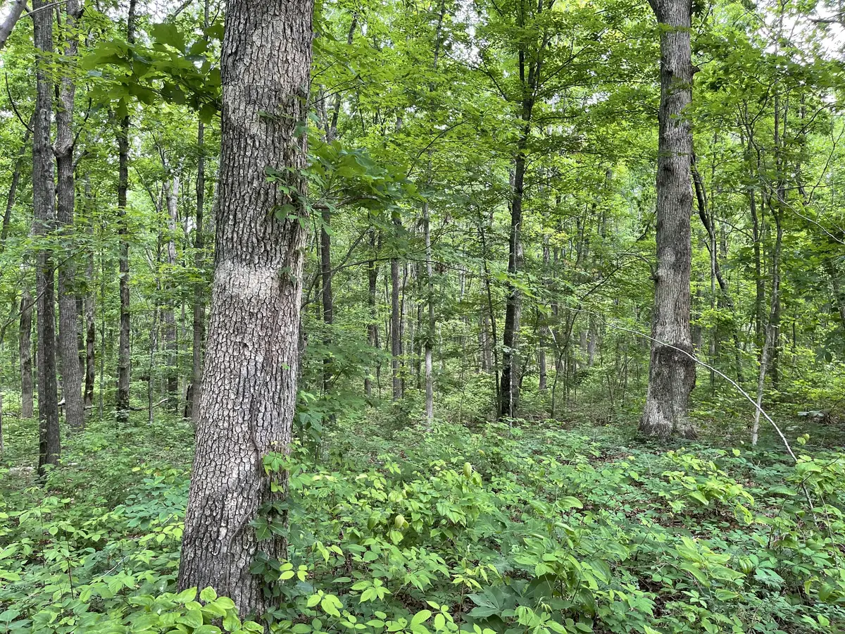 328 James Turner Rd, Tracy City, TN 37387 - #1