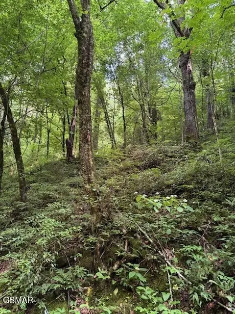 0 Esslinger & Low Gap, Gatlinburg, TN 37738 - #3