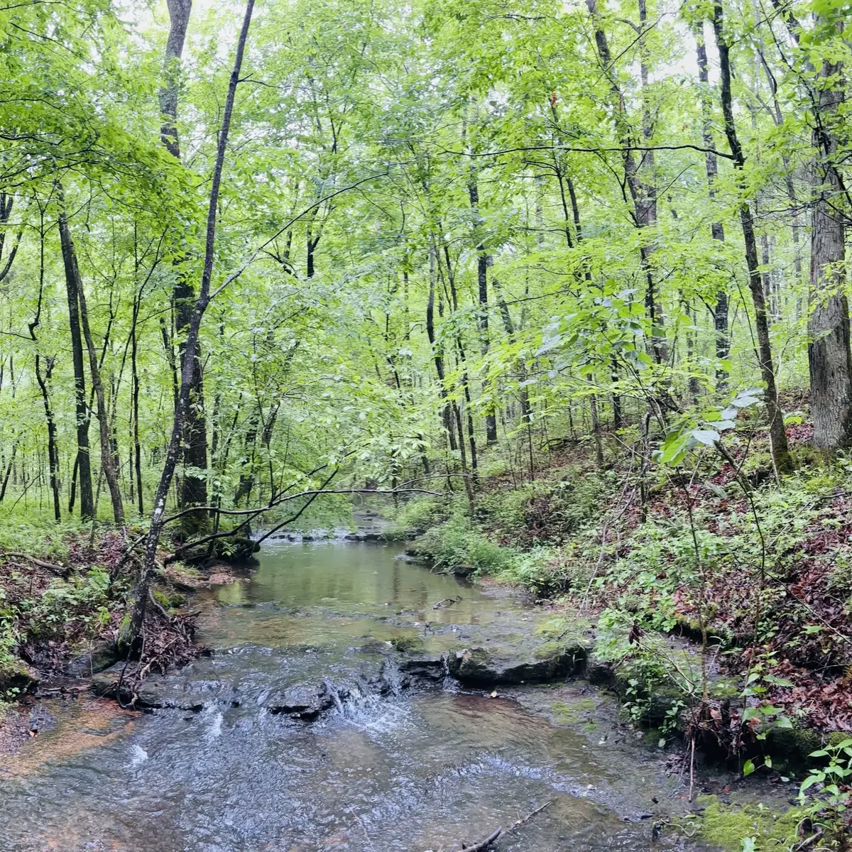 236 Center Ridge Drive, Hohenwald, TN 38462 - #1