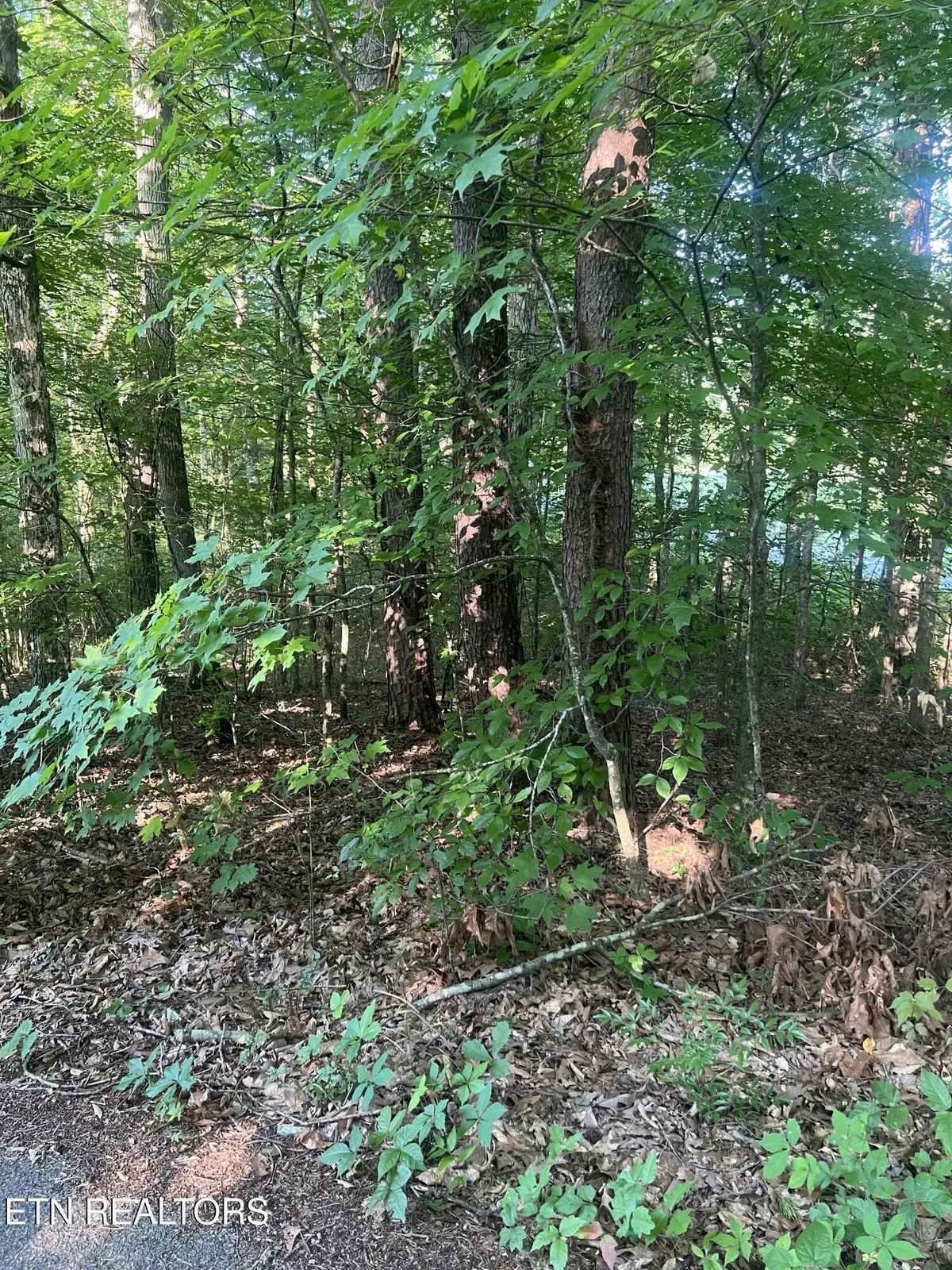 12308 Yarnell Rd, Knoxville, TN 37932 - #1