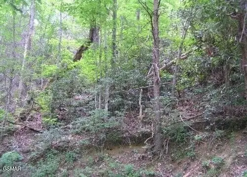 329 Silverbell Lane, Gatlinburg, TN 37738 - #2