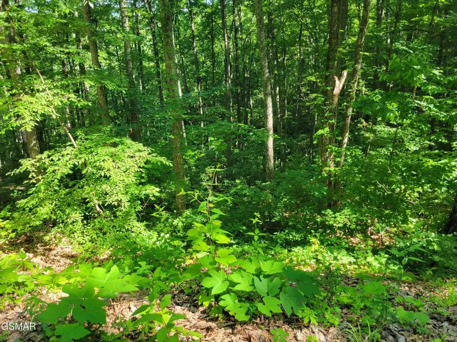 20 Sunset Drive, Sevierville, TN 37876 - #3