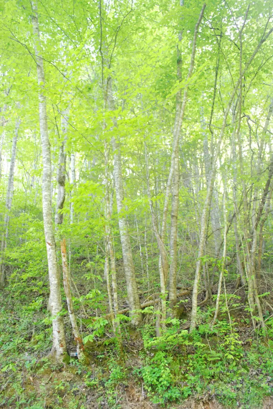 1132 Cole Lane, Gatlinburg, TN 37738 - #2