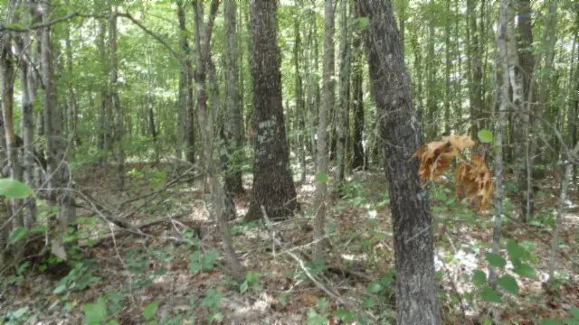 0 Parkstown Ext Rd, Wilder, TN 38589 - #3